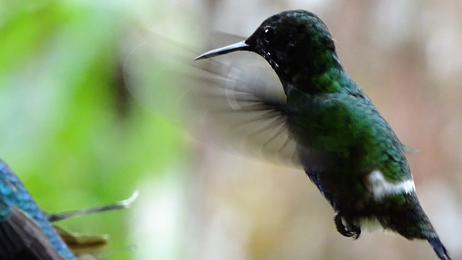 Aves Travels | Ecuador Travelogue | The Ecuadorian treasure trove